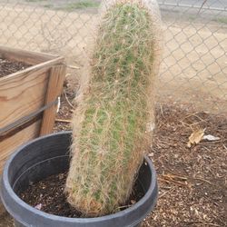 Old Man Cactus