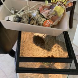 Leopard Tortoise Staff