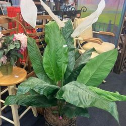 Fake Large Plant 