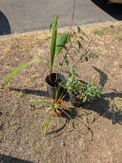 Palm Tree and Small Plant