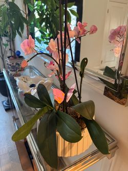 Real orchid in pot