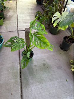 6” monstera wide form