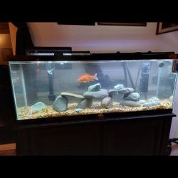 55 Gallon Tank And Stand And Pumps