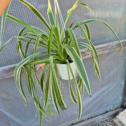 Spider Plant 6" pot