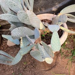 Big Cactus 