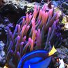 Marine Park coral hobby