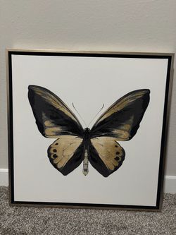 Butterfly decorative photos