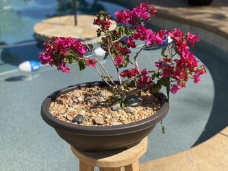  Beautiful Fuscia Bougainvillea Bonsai
