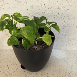 Live Pothos House Plant. Great For Purifying Air. Or trade with another plant. 