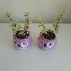 Elephant Bush Plant In Ceramic Pot 