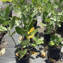 Healthy Giant Milkweed – 3 Gallon Pot – $18