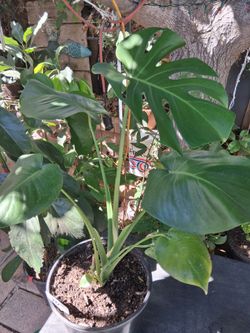 2 Ft MONSTERA PLANT