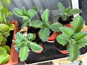 Planta Madre de mil (Kalanchoe)$5.00 c/u