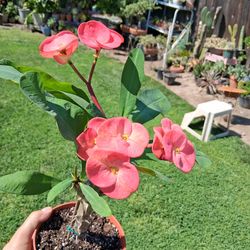 Crown-of-Thorns Plant with Red Flowers $40