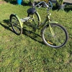 Adult Tricycle 