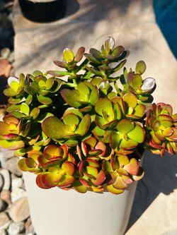 Red Jade plant in grey pot