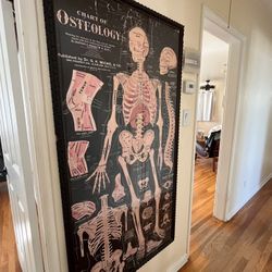 Poster Chart of Osteology 1920s framed