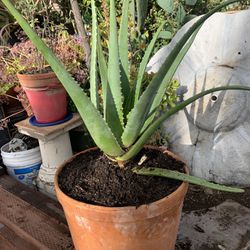 Aloe Vera In Big Clay Pot.
