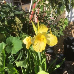 $6 flower in 5 gallon pot