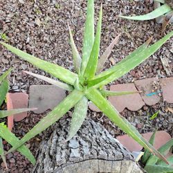 ALOE VERA Plant
