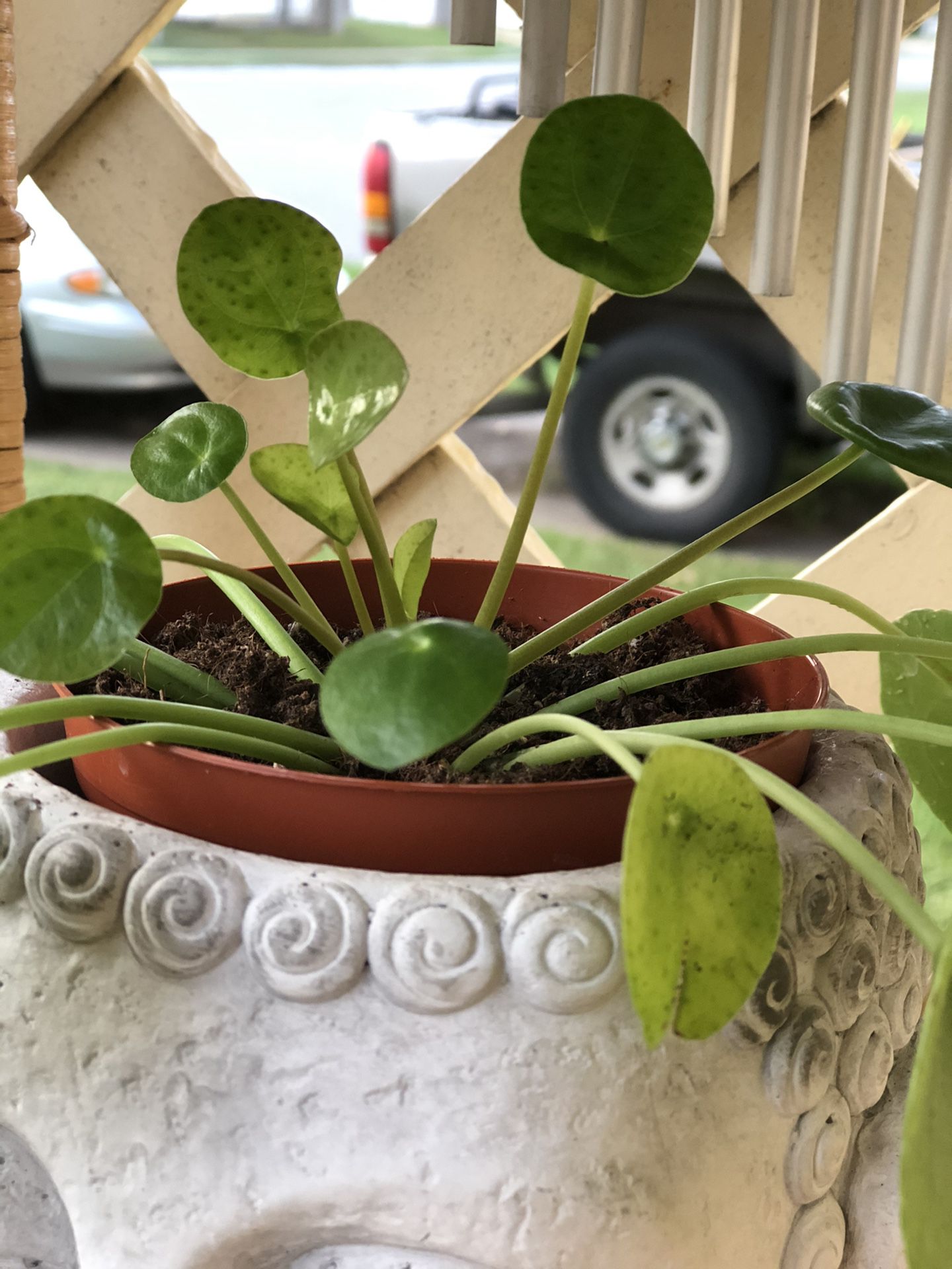 Pilea Peperomioides and Planter!!!$18
