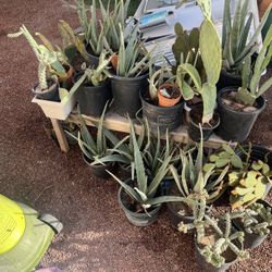 Cactus & aloe plants