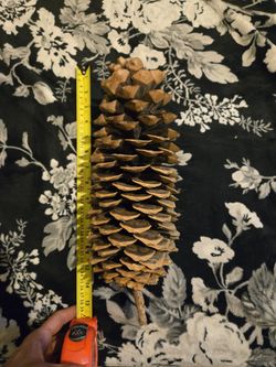 Giant Sugar Pine Cones