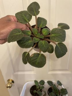 $3 Each | 🔥 CLEARANCE SALE | African Violets | Flowering House Plant | Currently Not In Bloom 