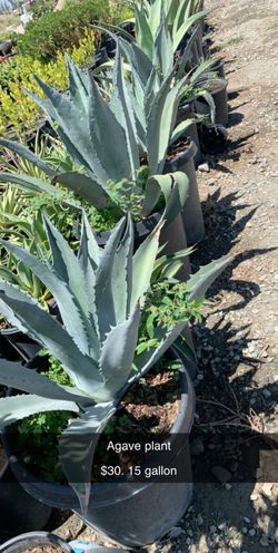 Agave plant