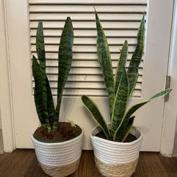 Snake Plants 