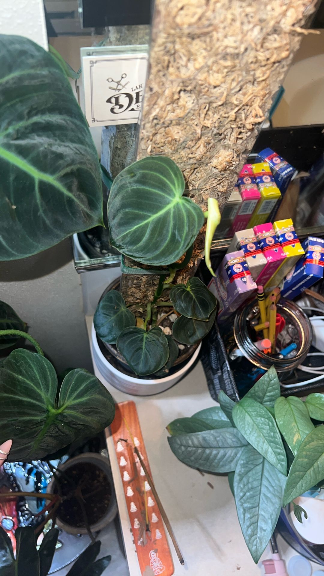 Philodendron melanochrysum