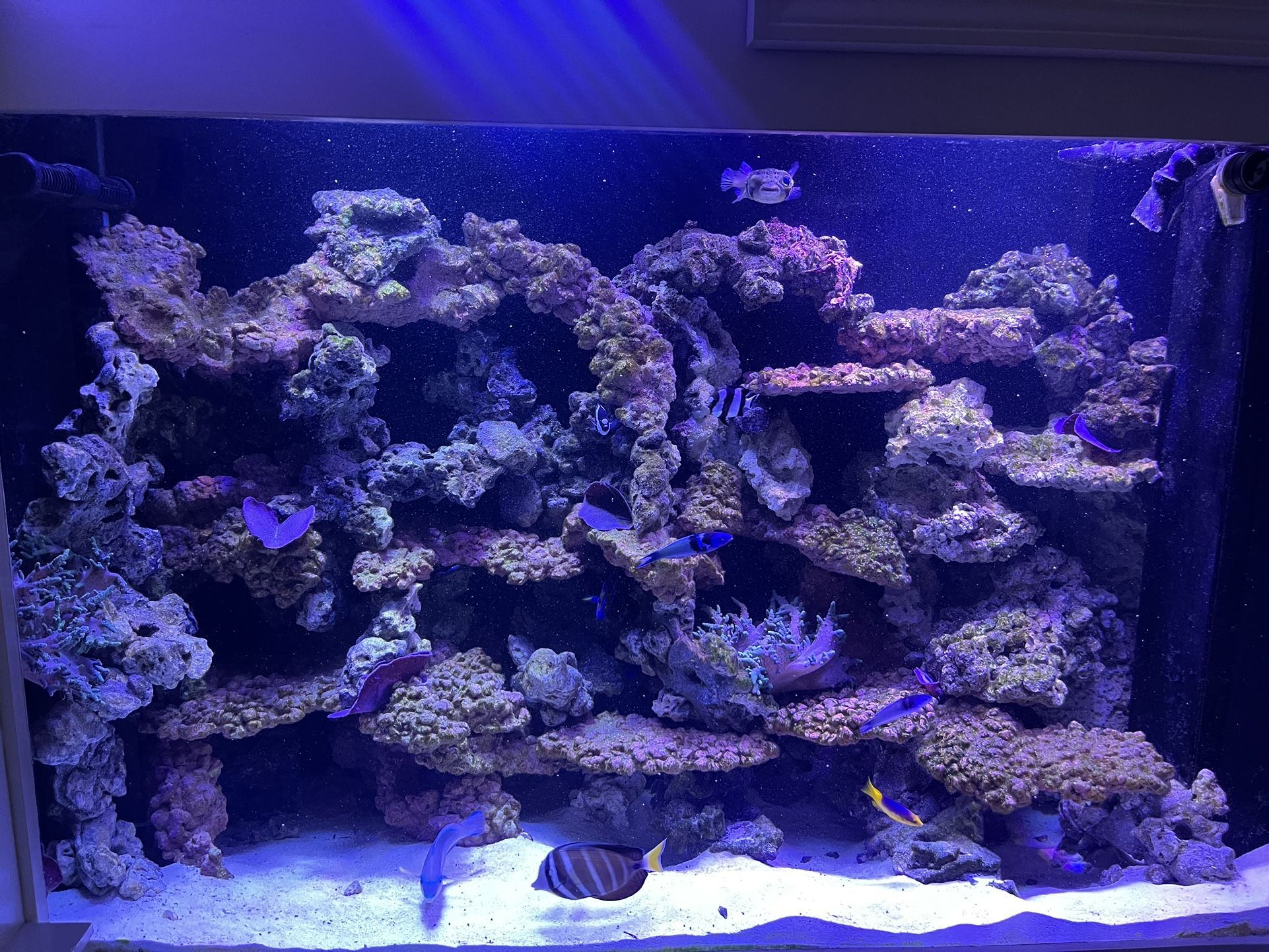 Custom Aquariums And Equipment Available