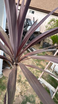Palm 15 gallon