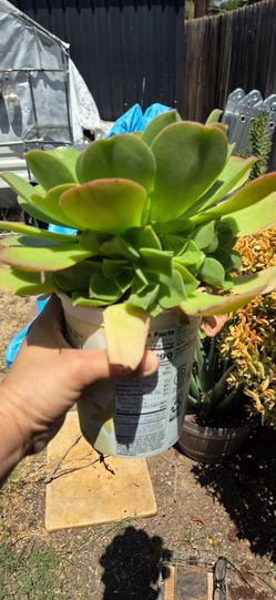 Suculenta ounion