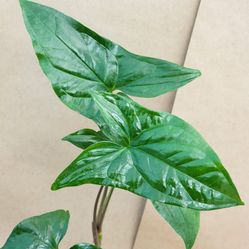 Rare Green On Green Syngonium Arrowhead Plant/ House Plant/ Indoor Plant Flower Patio Garden