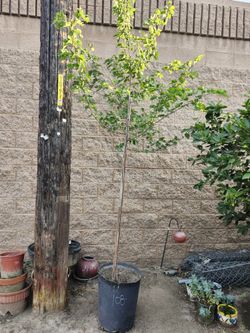 Arbol de mora frutal $65 