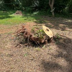Stump Grinding 