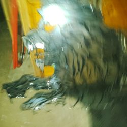 Lion Head Mirror Wall Art