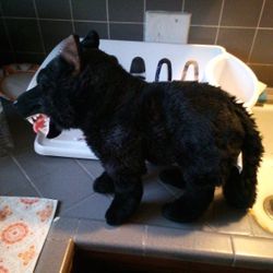Stuffed Animal