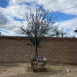Oak Tree Asking $280