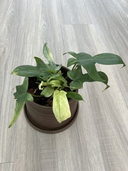 Philodendron Florida Ghost Health Active Growth