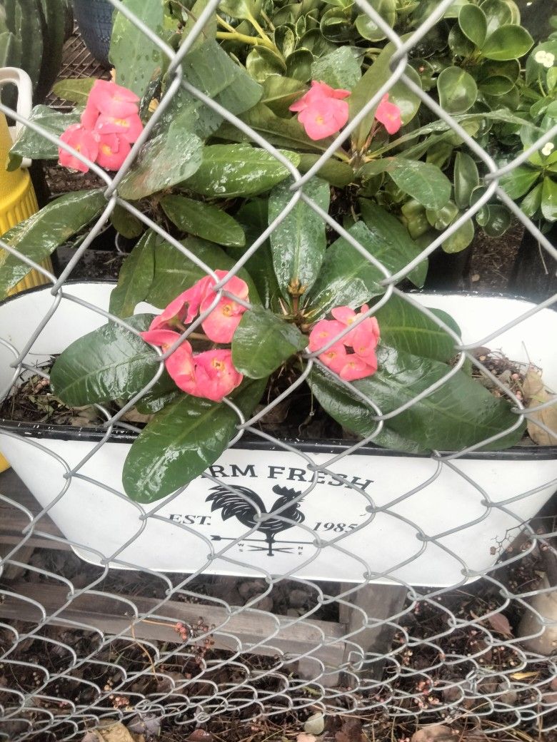 planta corona De cristo