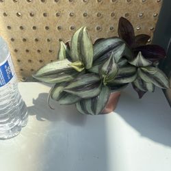 Purple House Plants 🪴 