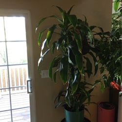 Very Beautiful Indoor Plant