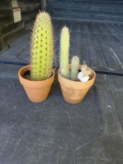 Cactus