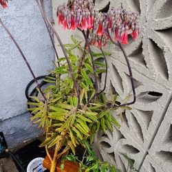 Kalanchoe x Houghtonii Succulent/mother Of Millions