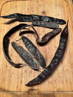  Honey Locust Tree Seeds Pods.