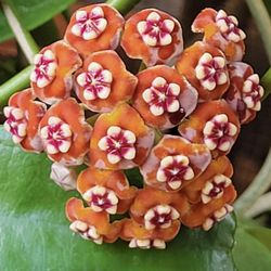 Hoya Meliflua 