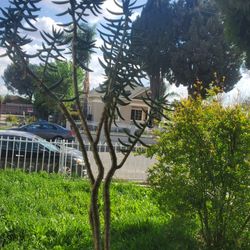 Crassula Tetragona Succulents Plant 