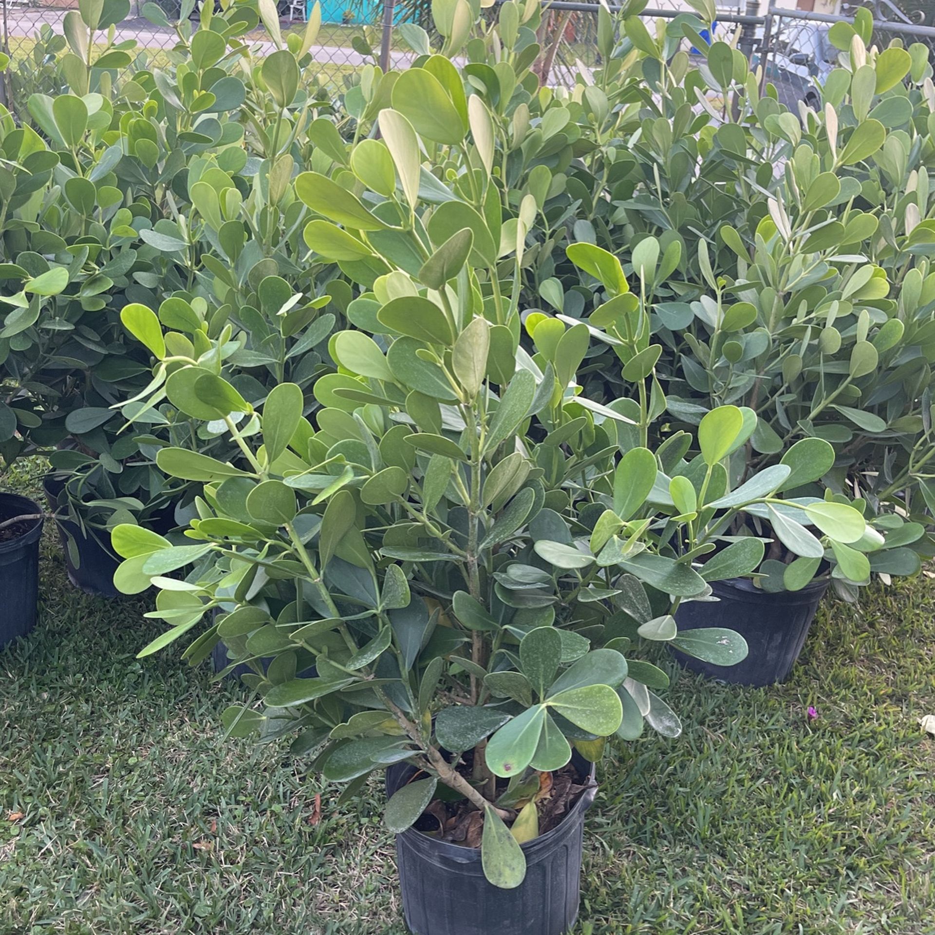 7 gallon clusia